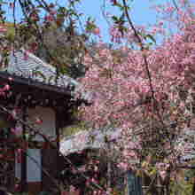 光則寺のカイドウ